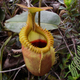 Una de las trampas para insectos de las Nephentes. Foto: Wikimedia Commons